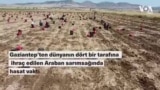 Dünyaya ihraç edilen Araban sarımsağında üreticiler yeterli destek alamamaktan şikayetçi