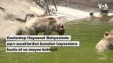 Sıcaktan bunalan hayvanlara meyve kokteyli